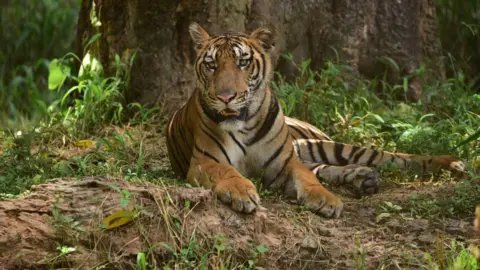 Breakthrough in Wildlife Trafficking: Arrest of Notorious Tiger Trafficker in India