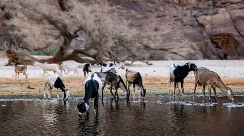 Chad Ends Partnership with African Parks Amid Poaching Concerns