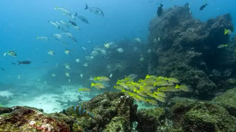 Historic High Seas Treaty to Protect Oceans Set to Take Effect in January