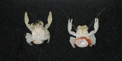 Discoveries of the Deep: New Crab and Lantern Shark Species Found in Australia