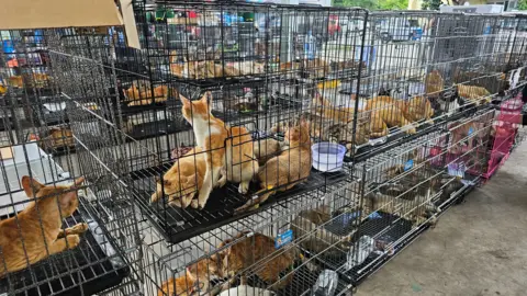 Hundreds of Cats Rescued in Vietnam as Feline Theft Ring Busted