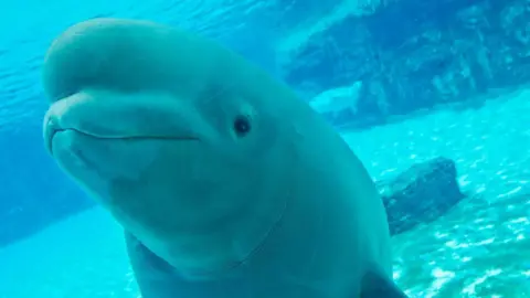 Marineland's Dire Dilemma: Beluga Whales Facing Euthanasia Amid Financial Struggles