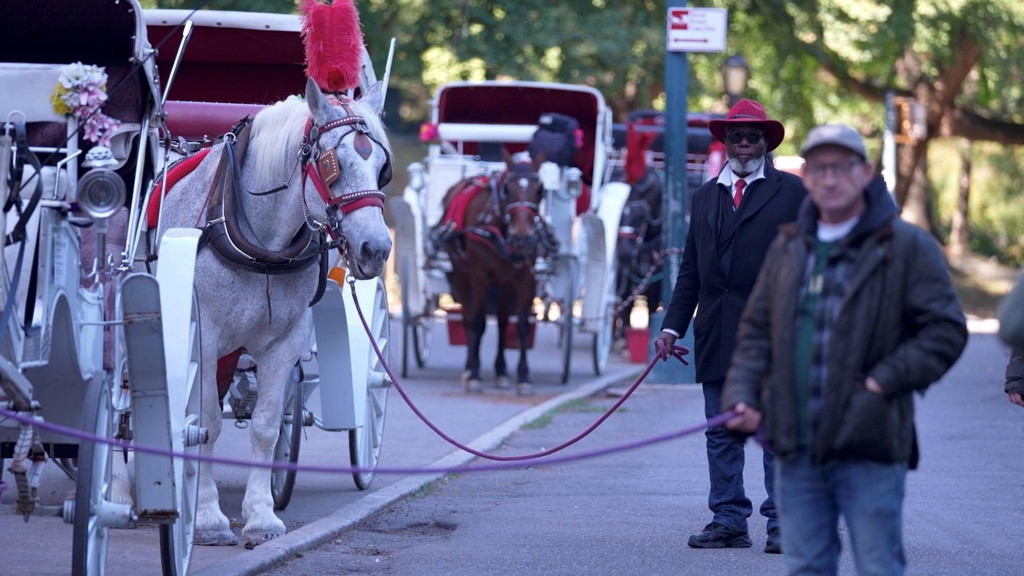Central Park’s Horse‑Carriage Controversy: Tradition Meets Animal Ethics