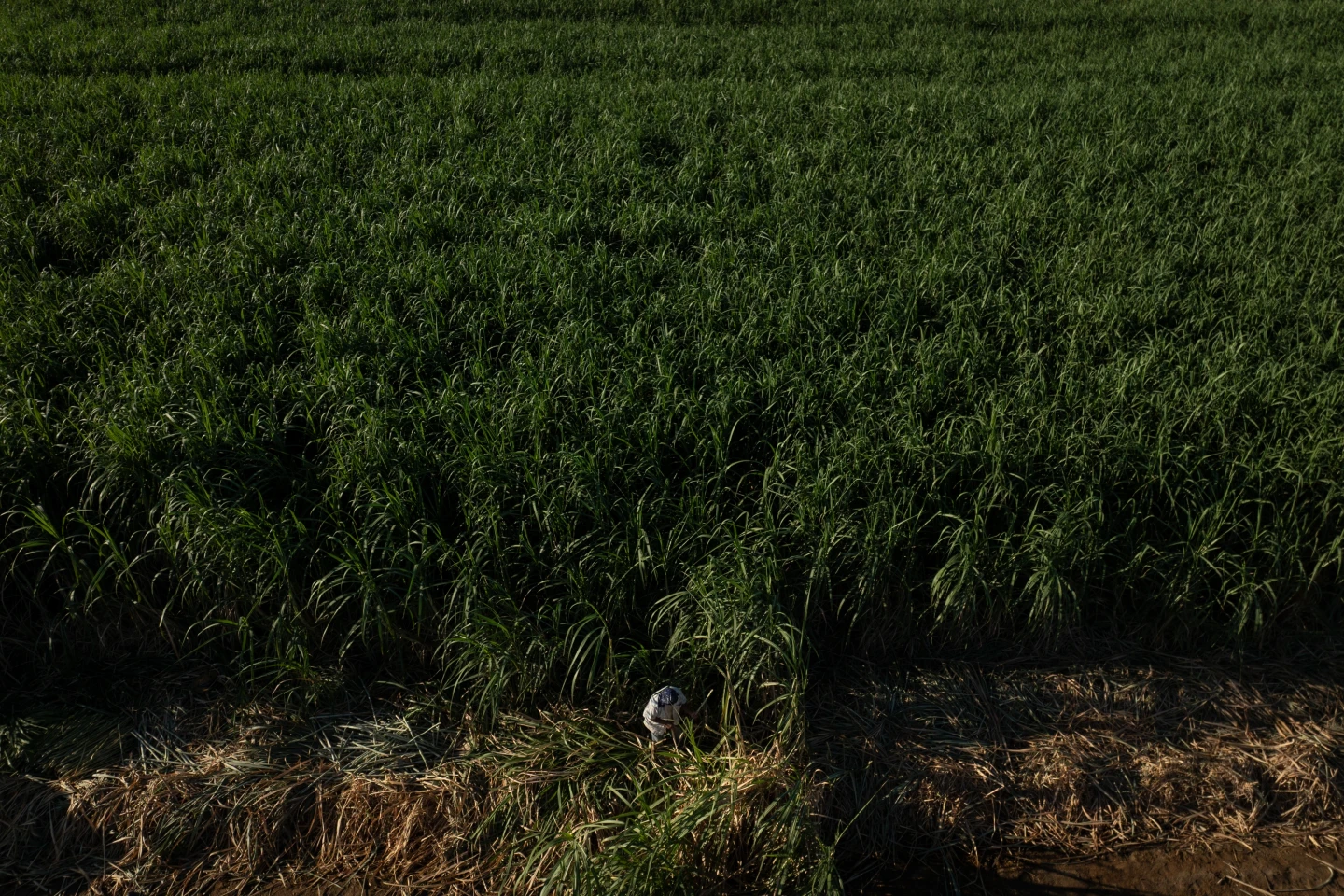 Mapping Rural Heat: A Deep Dive into Farmworkers' Struggles in California's Agricultural Heartland