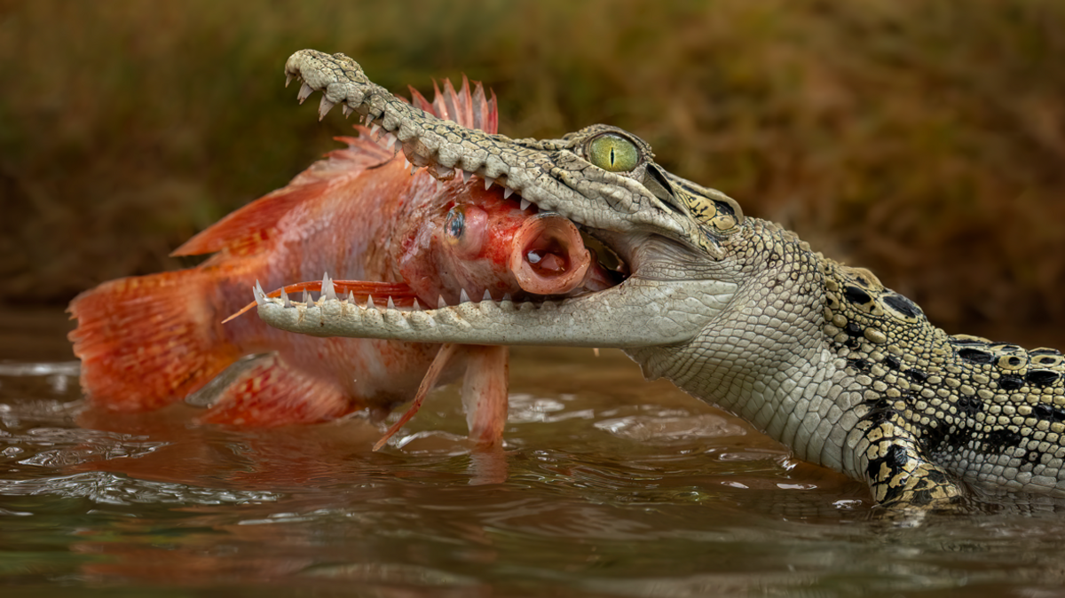 Crocs, AI and Indigenous Wisdom: How a Fake Image Upsets Singapore’s Wildlife Narrative