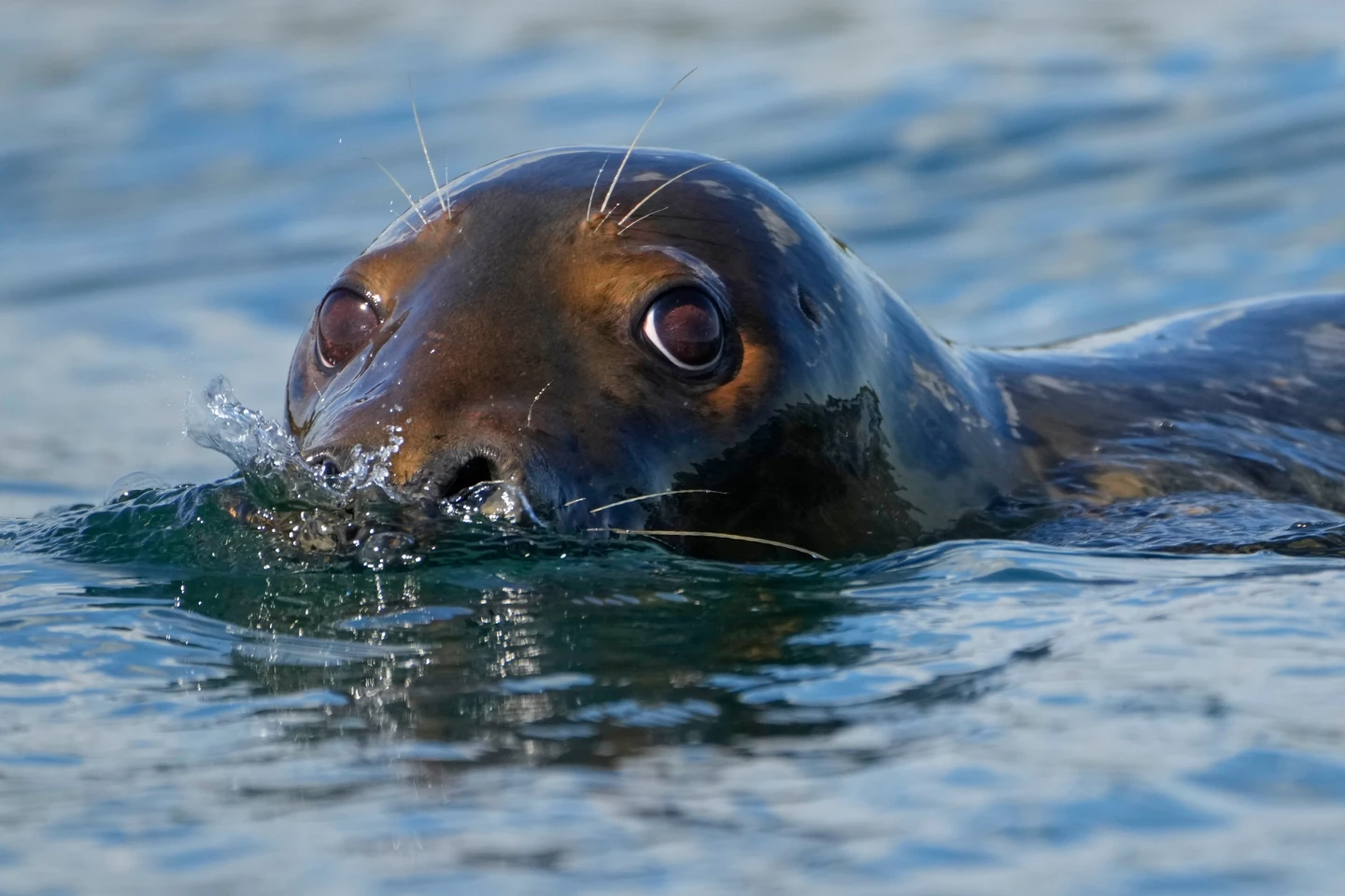 Indigenous Voices Stand Against Weakening of Marine Mammal Protection