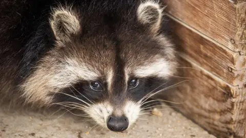 Exploring the Transformation of Raccoons into Potential Pets: A Closer Look