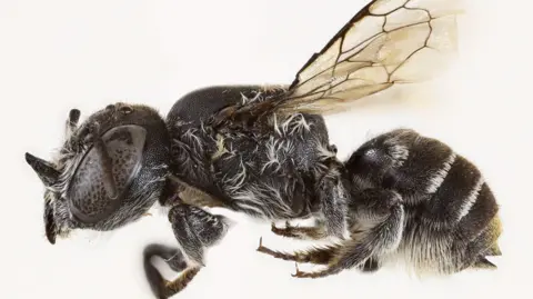 Newly Discovered 'Lucifer' Bee Highlights Urgent Need for Conservation