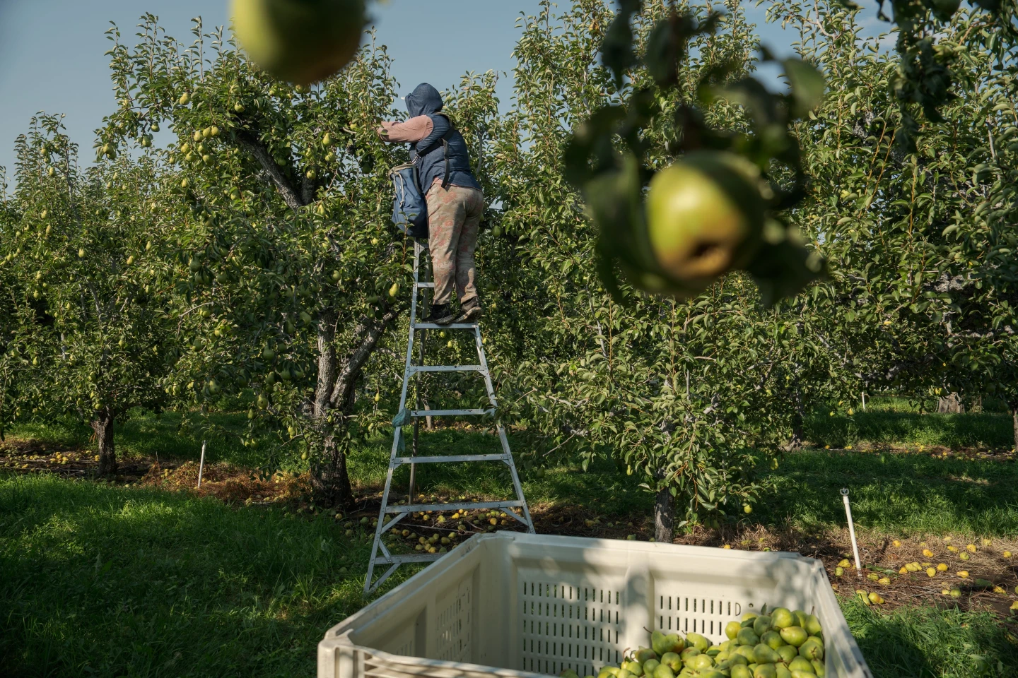 Heat-Related Risks for Pregnant Agricultural Workers Amid Climate Change