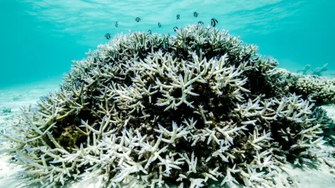 A Hopeful Outlook for Great Barrier Reef: Potential Recovery Amid Climate Challenges