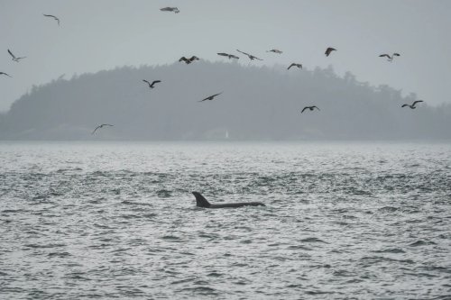 Harnessing Fiber-Optic Cables for Orca Conservation