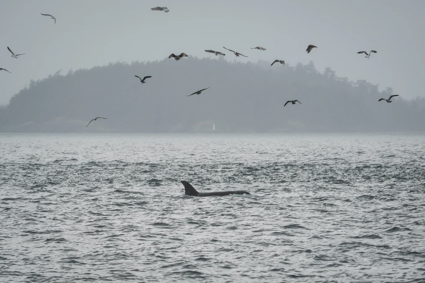 Harnessing Fiber-Optic Cables for Orca Conservation