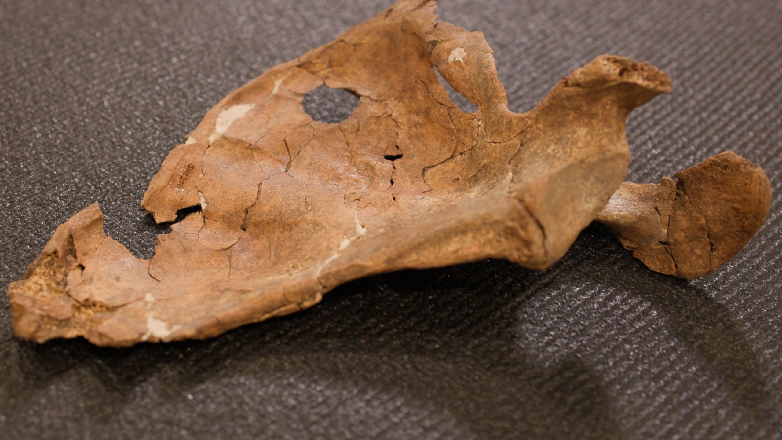 Neanderthal shoulder blade with circular wound