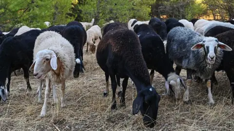 Greek Farmers Face Crisis Over Feta Cheese Production Amid Sheep Cull