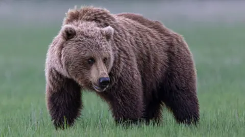 Grizzly Bear Attack on School Group in British Columbia Raises Safety Concerns