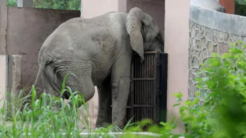 Tragic End for Delhi's Isolated African Elephant, Shankar