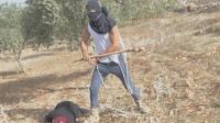 Assault on Palestinian Women Highlights Farm Safety During Olive Harvest