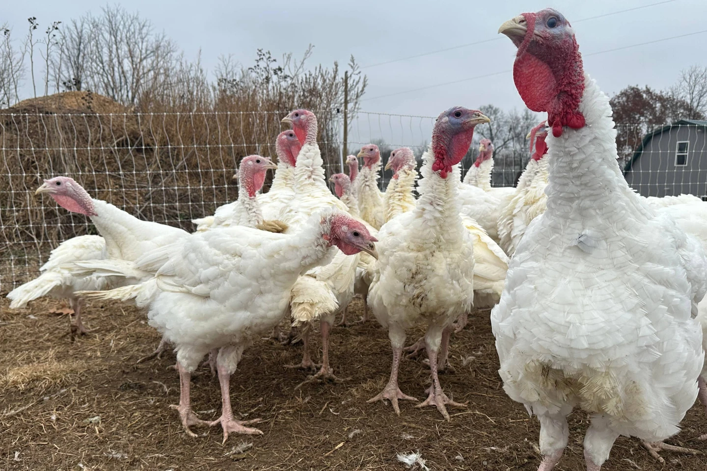 Local Farmers Adapt Amid Turkey Shortage and Rising Prices This Thanksgiving