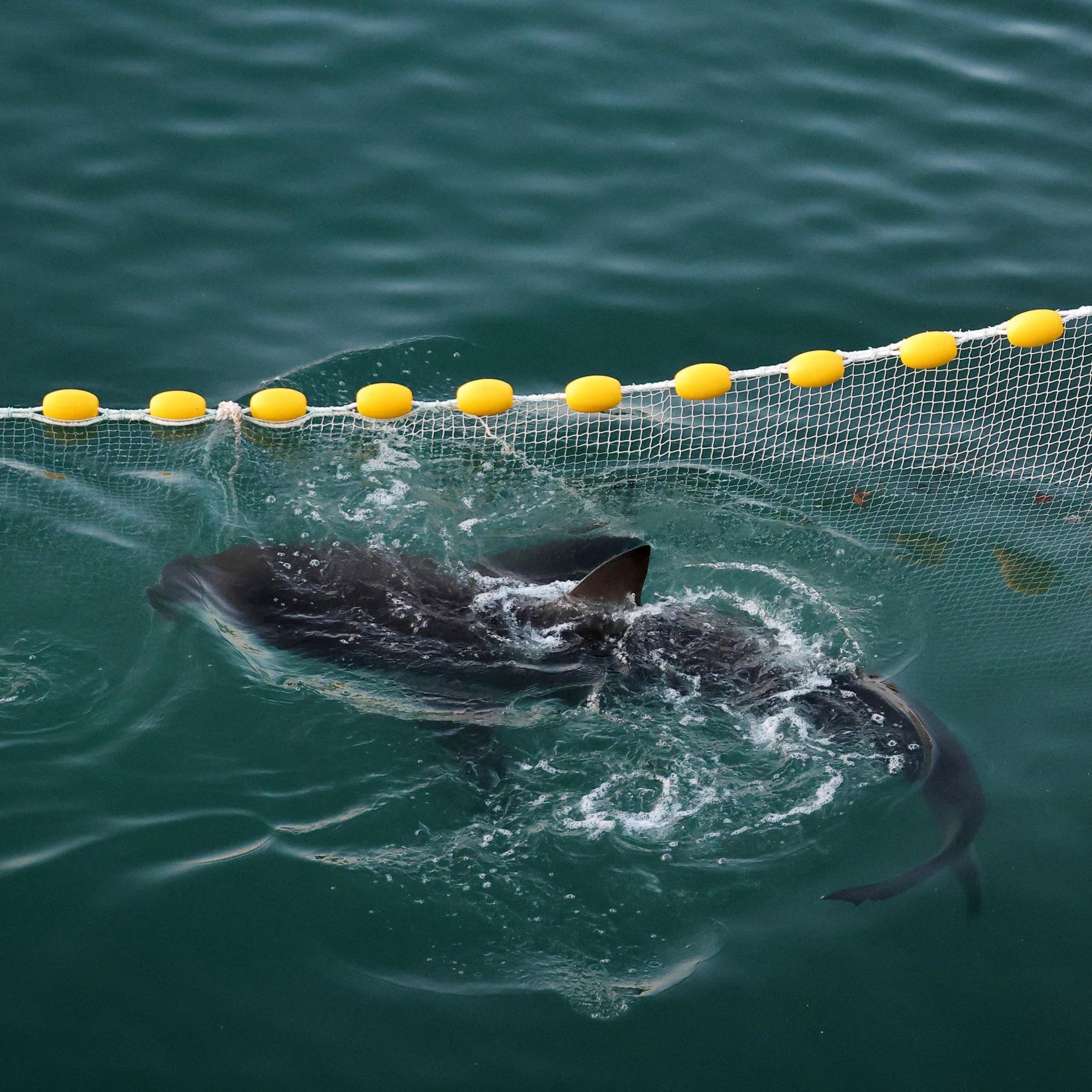 Bukangi the Shark: Busan’s Community Stewardship Lesson