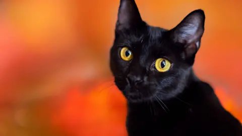 Catalonia's Unique Move: Temporary Black Cat Adoption Ban for Halloween Safety