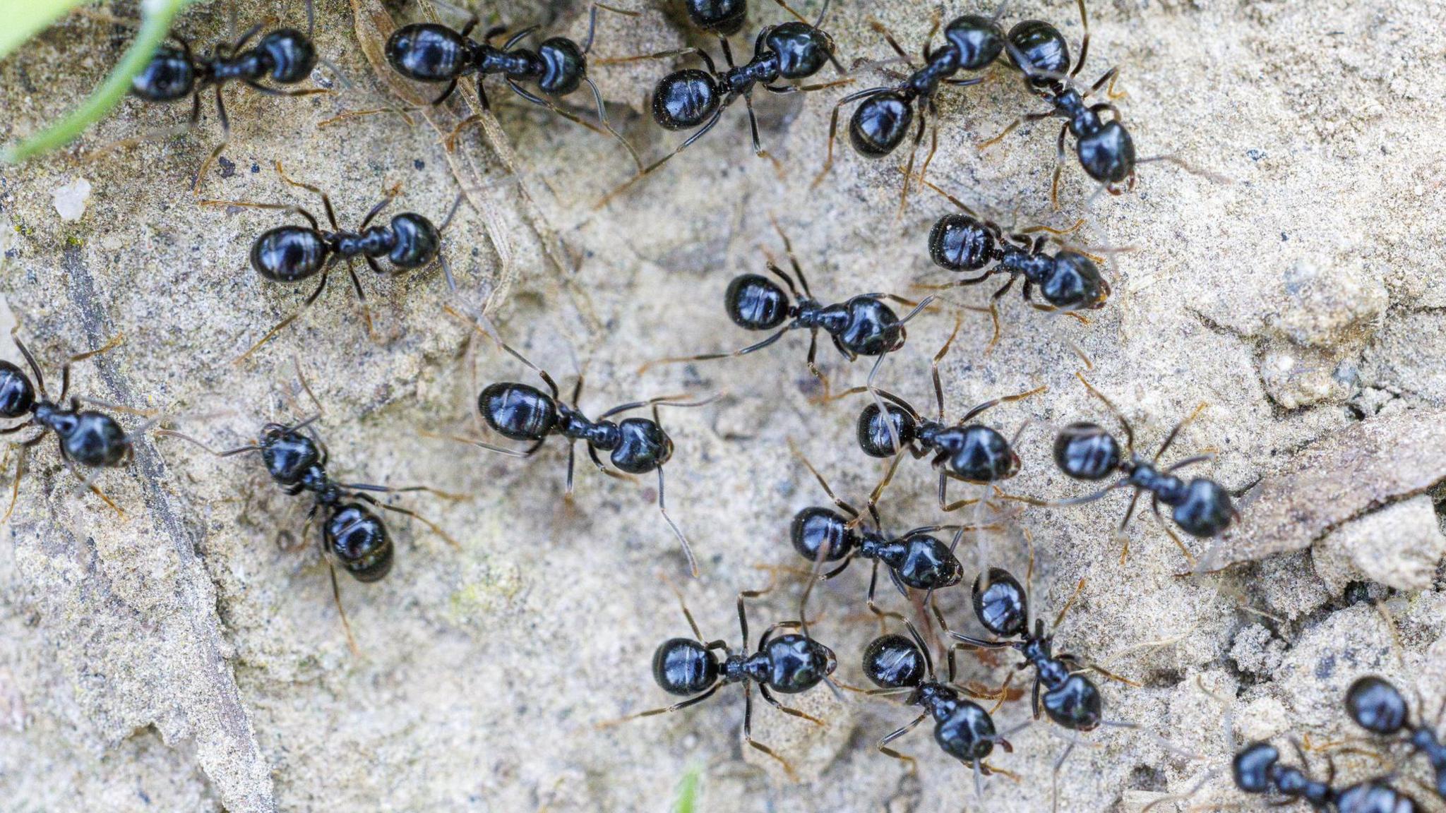 When Michelin Stars Clash with Indigenous Tradition: The Ant Garnish Scandal