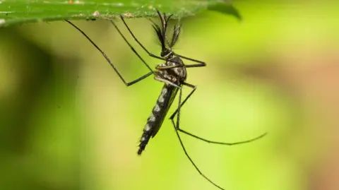 Iceland's Ecosystem Faces Shift as Mosquitoes Appear for the First Time Amid Climate Change