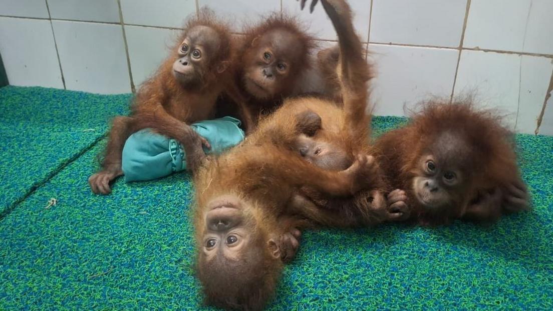 Five Baby Orangutans Discovered in Odisha Forest Spark Smuggling Threat