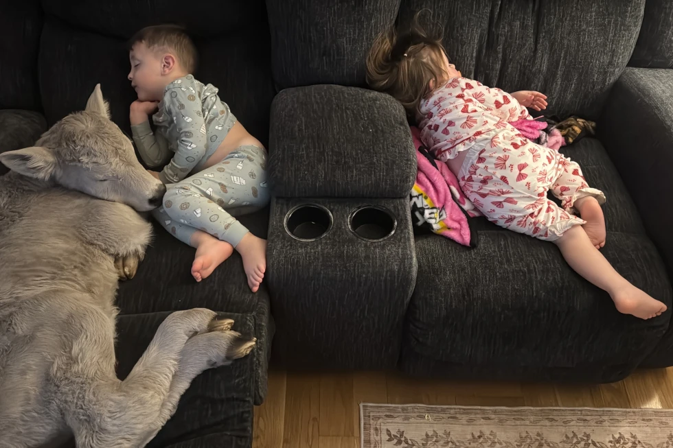 Kentucky Family Rescues Newborn Calf from Extreme Cold, Shares Heartwarming Photos