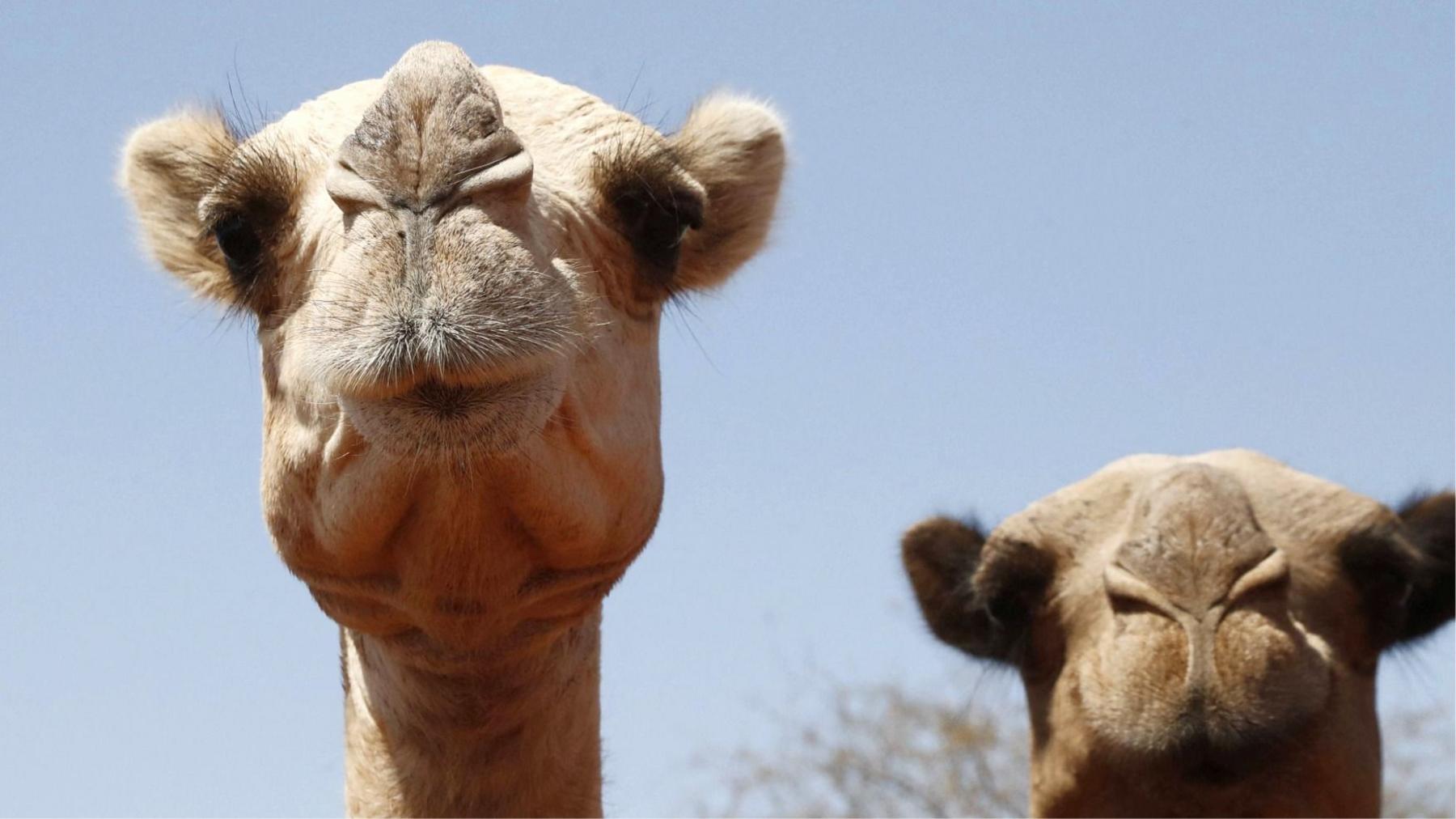 Rising Heat Turns Africa’s Camel Caravans from Resilient Ships to Vulnerable Vessels