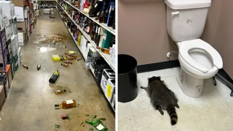 Raccoon’s Boozy Adventure: A Surprise Break-In at Virginia Liquor Store