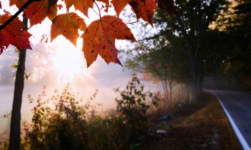 Drought's Impact on Autumn: A Lament for Muted Colors